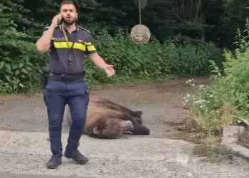 Foto/Rocsana Contraș.