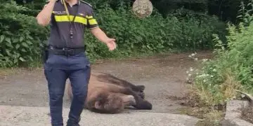 Foto/Rocsana Contraș.