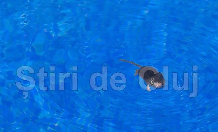 Foto/stiridelcuj.ro
