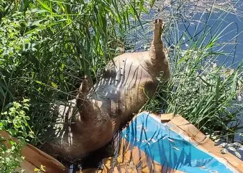Foto/ Animale Turda- Bogdan Adina Medeea