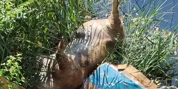 Foto/ Animale Turda- Bogdan Adina Medeea
