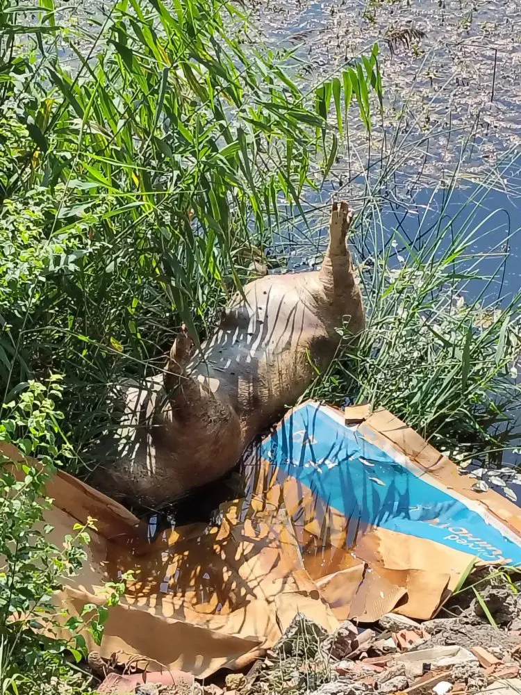 Foto/ Animale Turda- Bogdan Adina Medeea