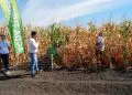 Prezentare agricolă într-un lan de porumb