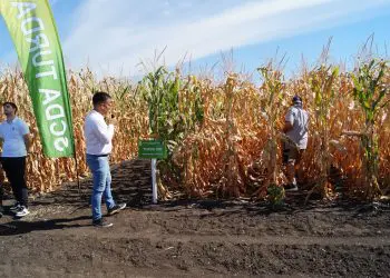 Prezentare agricolă într-un lan de porumb