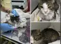 Pisică bolnavă tratată într-o clinică veterinară