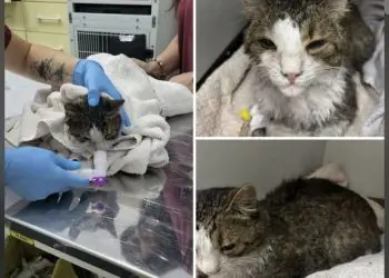 Pisică bolnavă tratată într-o clinică veterinară