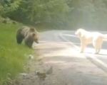 Întâlnire de gradul ZERO între un urs și un câine ciobănesc, pe valea Arieșului! (VIDEO)