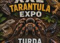 Fascinația lumii exotice poposește la Turda: Expoziție XXL de tarantule și reptile