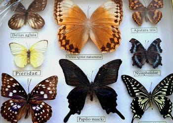 O incursiune în lumea exotică: Sute de turdeni au explorat universul fascinant al tarantulelor și reptilelor la Colegiul Tehnic (VIDEO/FOTO)