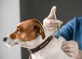 Dilema vaccinării antirabice: Anual sau la doi ani? Ce spun medicii veterinari din Turda despre siguranța animalelor noastre