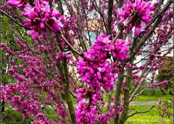 Spectacolul naturii pe străzile Turzii: Arborele Iudei înflorește lângă Spitalul Municipal