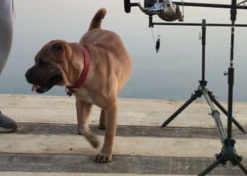 APEL DISPERAT: O cățelușă din rasa Shar Pei, dispărută în zona lacurilor de la Mărtinești. Se oferă recompensă!