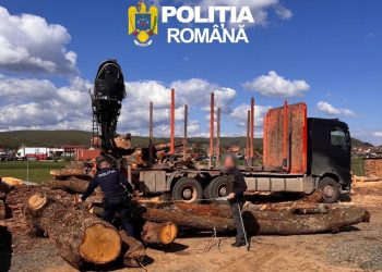 Ofensivă împotriva „mafiei lemnului” în Cluj: Amenzi și confiscări după un control inopinat