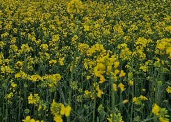 Spectacol vizual la Turda: Lanurile de rapiță au „furat startul” și au devenit decorul perfect pentru fotografi