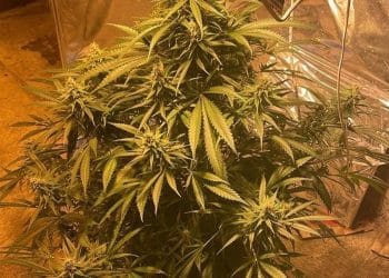 Student la Psihologie, condamnat cu suspendare după un episod psihotic cauzat de cannabis „stricat”