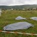 Intervenție sanitar-veterinară pe un câmp unde au fost descoperite trei cadavre de porci.